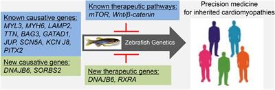 Modeling Inherited Cardiomyopathies in Adult Zebrafish for Precision Medicine